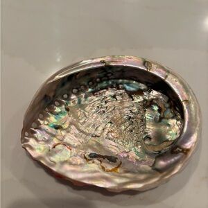 Iridescent Abalone Shell Home Accent